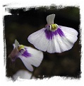 Utricularia uniflora {Lithgow, NSW, AU}
